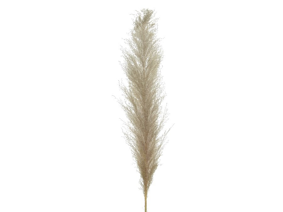 Decorative Pampas Grass Plume on Stem H150cm