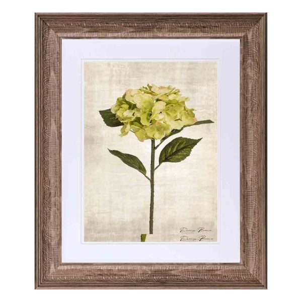 Framed Single Flower Print